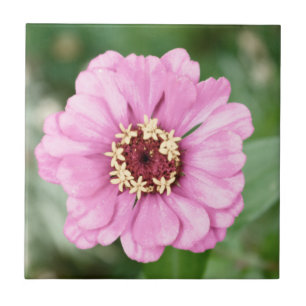 Johann's Beauty Tile Fliese