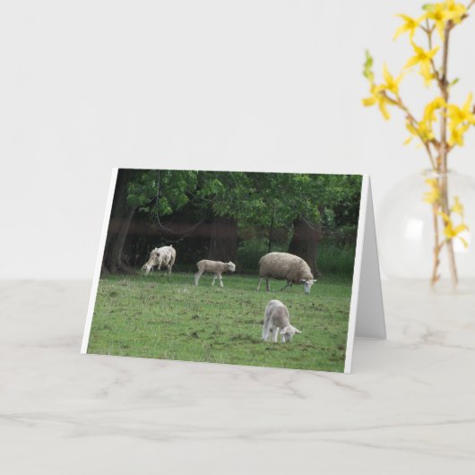 John 10:27&28, Sheep Karte (Gelbe Blume)