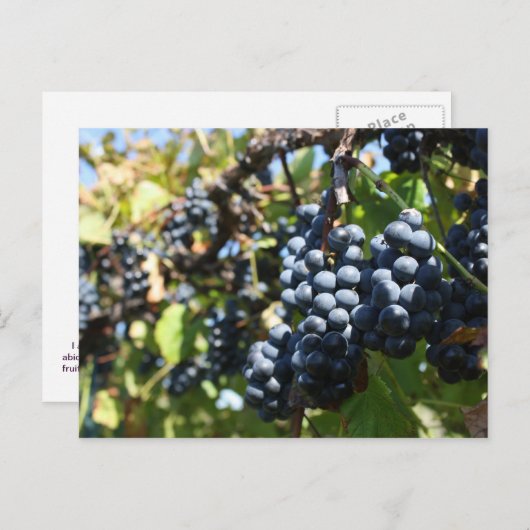 John 15:5 Trauben Postkarte (Vorne/Hinten)