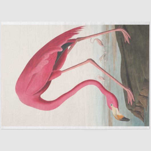 John Audubon Flamingo Pink Artwork Dekoupaging Seidenpapier (Vorderseite)