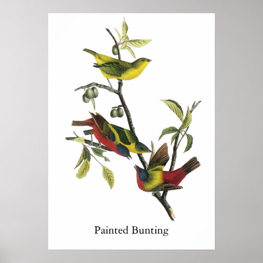John Audubon Painted Bunting Print Poster (Vorne)