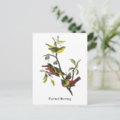 John Audubon Painted Bunting Print Postkarte (Stehend Vorderseite)