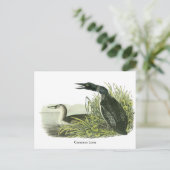 John Audubon Postkarte (Stehend Vorderseite)