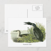 John Audubon Postkarte (Vorne/Hinten)