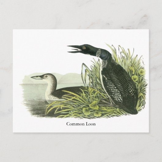 John Audubon Postkarte (Vorderseite)