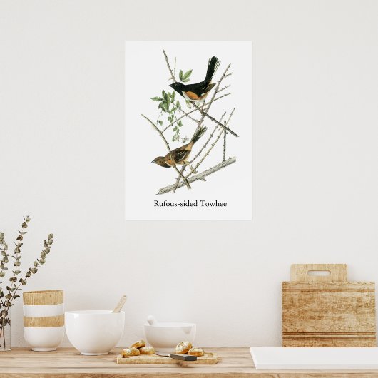 John Audubon Rufous-Sided Towhere Poster (Küche)