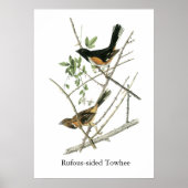 John Audubon Rufous-Sided Towhere Poster (Vorne)