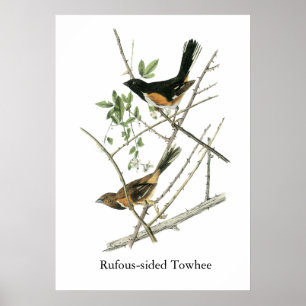 John Audubon Rufous-Sided Towhere Poster