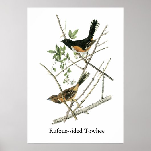 John Audubon Rufous-Sided Towhere Poster (Vorne)