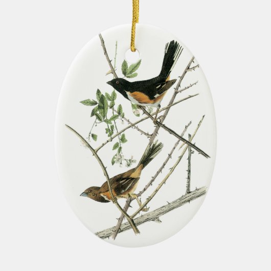 John Audubon Rufous-versah Towhee mit Seiten Keramikornament (Vorne)