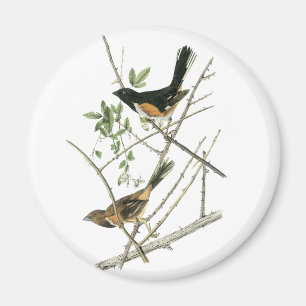 John Audubon Rufous-versah Towhee mit Seiten Magnet