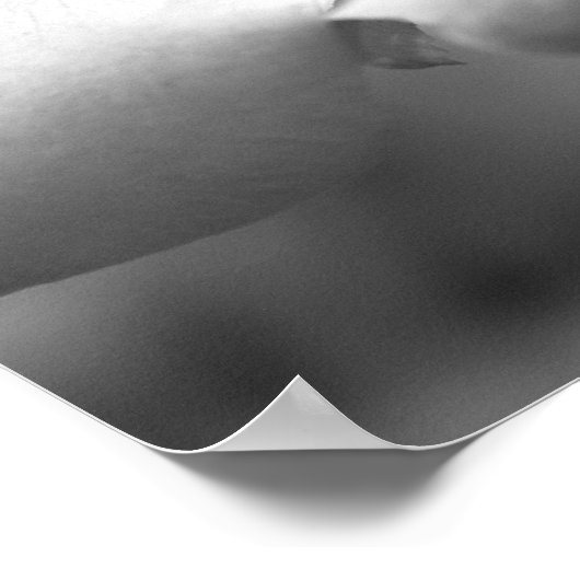 John F. Kennedy Rose Poster (Ecke)