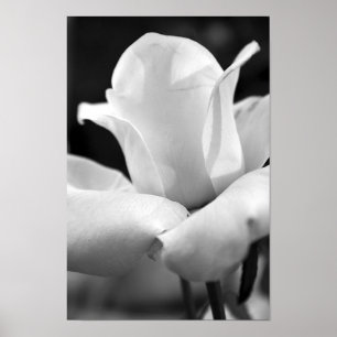 John F. Kennedy Rose Poster