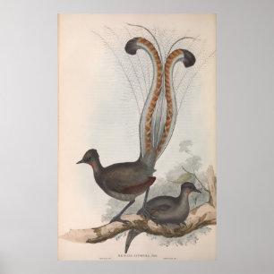 John Gould Lyre Bird Illustration 1848 Poster