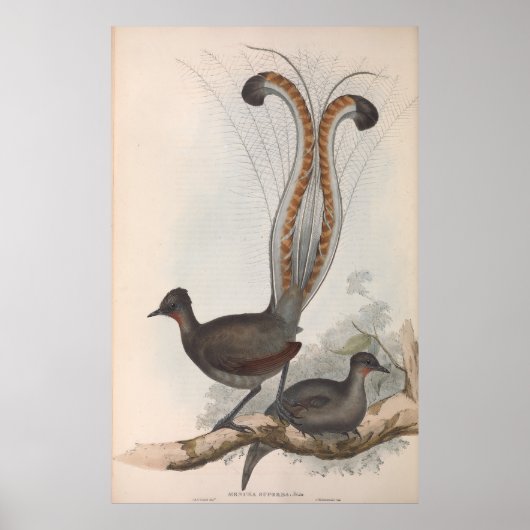 John Gould Lyre Bird Illustration 1848 Poster (Vorne)