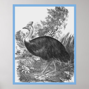 John Goulds 'Birds Of Australia' ~ The Cassowary Poster