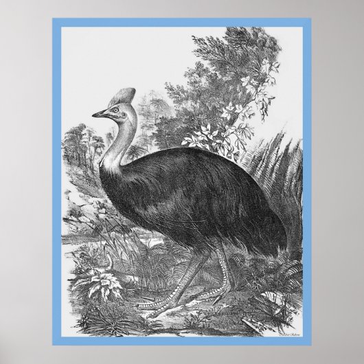 John Goulds 'Birds Of Australia' ~ The Cassowary Poster (Vorne)