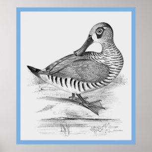 John Goulds 'Birds Of Australia' ~ The Enck Poster