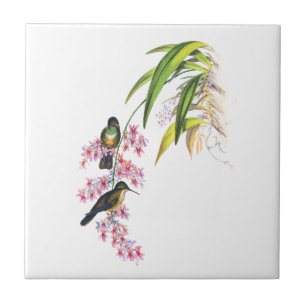 John Goulds rosa Orchideen und Kolibris Fliese