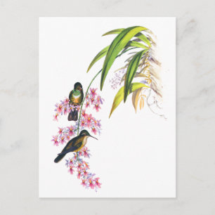 John Goulds rosa Orchideen und Kolibris Postkarte