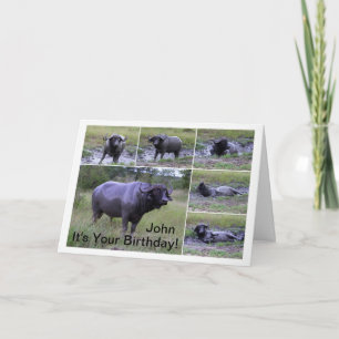 John Happy Birthday Cape Buffalo Mud Bath Karte