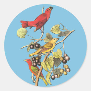 John J. Audubon Summer Tanager Bird Art Stickers