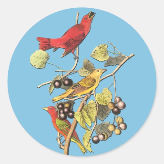 John J Audubon Summer Tanager Bird Art Stickers (Vorderseite)