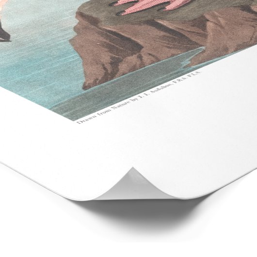 John James Audubon American Flamingo Wildlife Art Poster (Ecke)