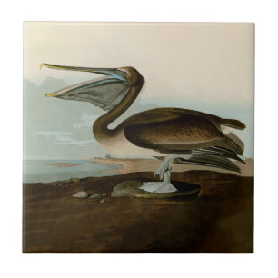 John James Audubon Brauner Pelikan Kunstwerk Maler Fliese