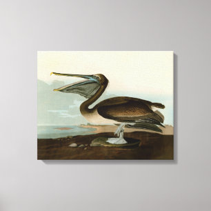 John James Audubon Brauner Pelikan Kunstwerk Maler Leinwanddruck