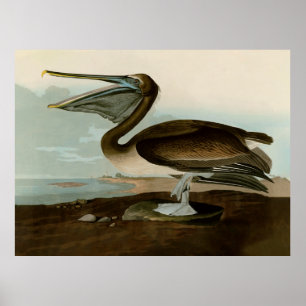 John James Audubon Brauner Pelikan Kunstwerk Maler Poster