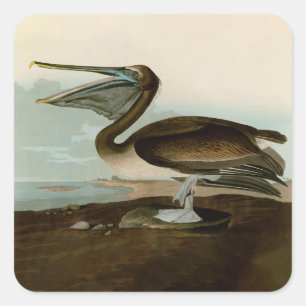 John James Audubon Brauner Pelikan Kunstwerk Maler Quadratischer Aufkleber