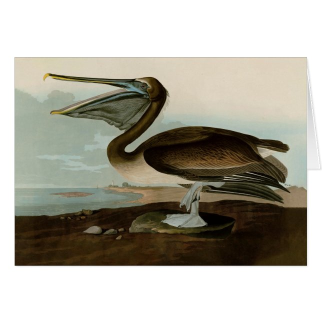 John James Audubon Brown Pelican Artwork Painting (Vorderseite (Horizontal))