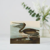 John James Audubon Brown Pelican Artwork Painting Postkarte (Stehend Vorderseite)