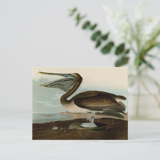 John James Audubon Brown Pelican Artwork Painting Postkarte (Stehend Vorderseite)