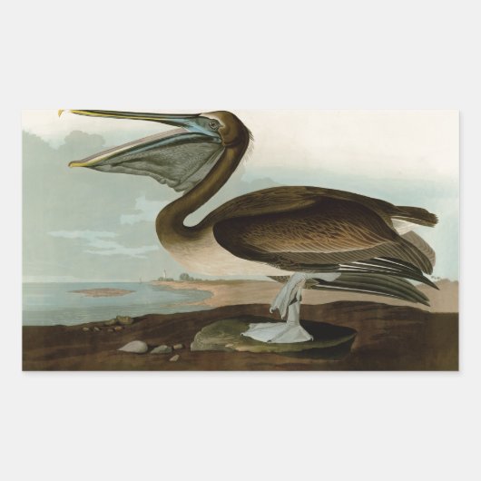 John James Audubon Brown Pelican Artwork Painting Rechteckiger Aufkleber (Vorderseite)