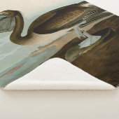 John James Audubon Brown Pelican Artwork Painting Sherpadecke (3/4)