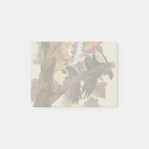 John James Audubon Buntspecht Vogel Druck Post-it Klebezettel
