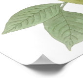 John James Audubon Carolina Pigeon Morning Dove 1 Poster (Ecke)