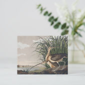 John James Audubon Long Billed Curlew Bird Postkarte (Stehend Vorderseite)