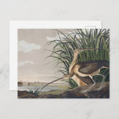 John James Audubon Long Billed Curlew Bird Postkarte (Vorne/Hinten)