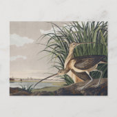 John James Audubon Long Billed Curlew Bird Postkarte (Vorderseite)