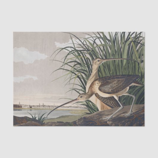 John James Audubon Long Billed Curlew Bird Seidenpapier (Vorderseite)