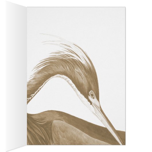 John James Audubon Lousiana Heron CC0750 Bird (Innen (Rechts))