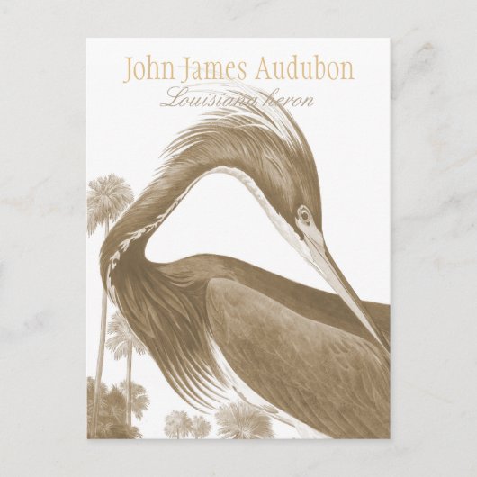 John James Audubon Lousiana Heron CC0752 Bird Postkarte (Vorderseite)