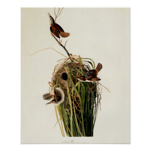 John James Audubon Marsh Wren Vogel Druck
