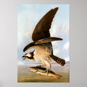 John James Audubon Osprey und Weakfish Poster