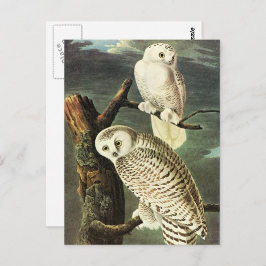 John James Audubon Owls Fine Art Postkarte (Vorne/Hinten)