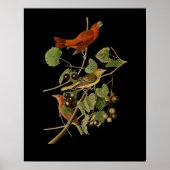John James Audubon ~ Summer Red Birds ~ Poster (Vorne)