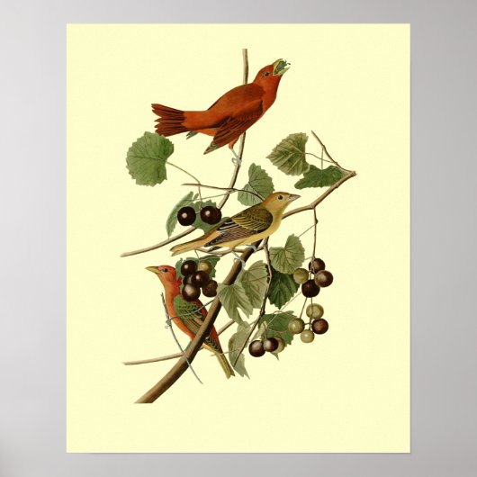 John James Audubon ~ Summer Red Birds ~ Poster (Vorne)